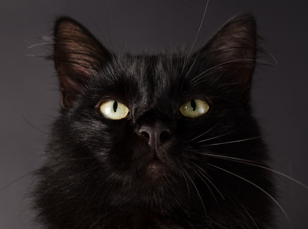 Schöne flauschige schwarze Katze mit gelben Augen