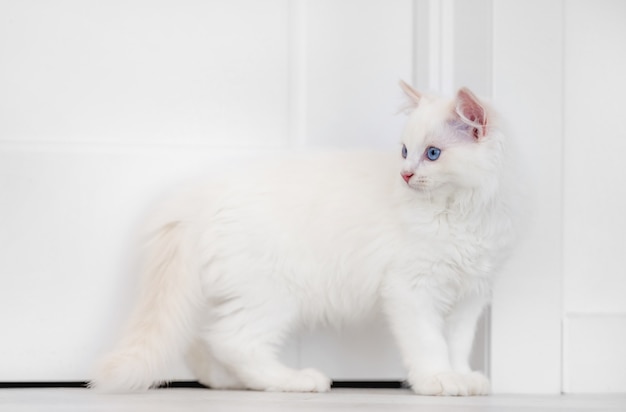 Schöne flauschige weiße Ragdoll-Katze im hellen Raum, die steht und zurückblickt. Schönes reinrassiges Katzenhaustier im Freien