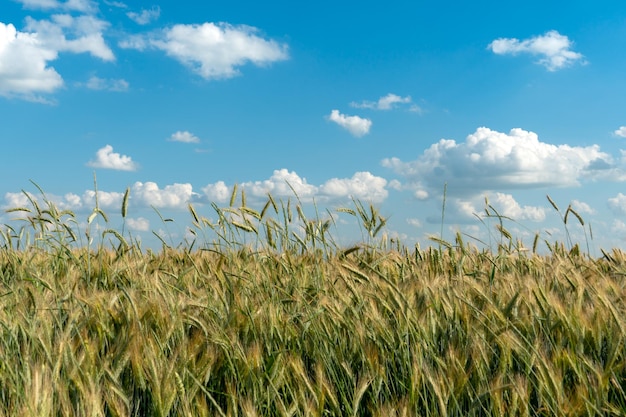 Schöne flauschige Wolken auf einem blauen Himmelshintergrund über einem Feld von jungem Weizen Sommer Landschaft Landschaft Natürliche Landwirtschaft Weizen Ährchen Closeup gegen den Himmel