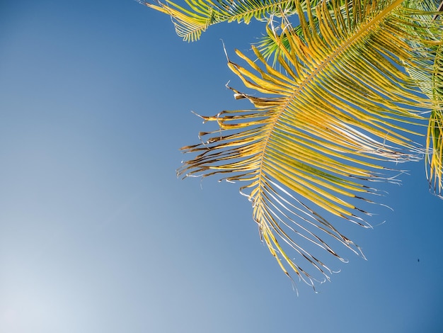 Schöne Fotos von einsamen Stränden und Palmen an der Karibikküste Nahaufnahme keine Menschen Freizeit- und Reisekonzept