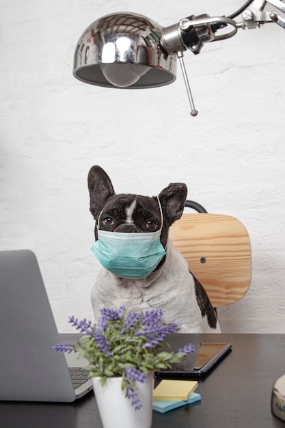 Schöne französische Bulldogge mit medizinischer Schutzmaske, die von seinem Computer zu Hause arbeitet.