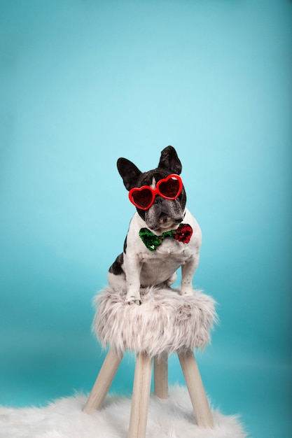 Schöne französische Bulldogge mit roter herzförmiger Sonnenbrille und Fliege mit zweifarbigen Pailletten, die auf einem Hocker sitzen und in Richtung Kamera schauen. Isoliertes Bild. Valentinstag Konzept.