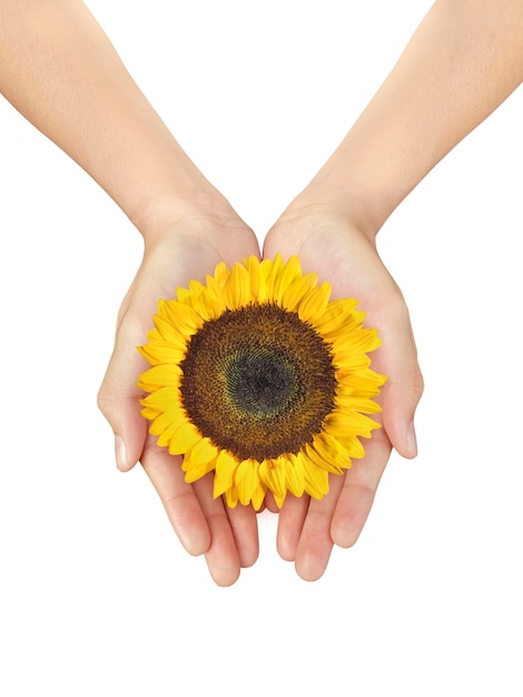 Schöne Frauenhand, die a hält Schöne frische Sonnenblumen auf einem weißen isolierten Hintergrund