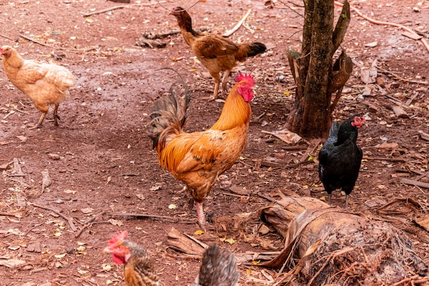 Schöne freilaufende Hühner, die im Ackerland kratzen.