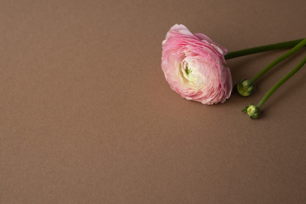 Schöne frisch blühende einzelne lachsfarbene Ranunkelblüte auf dem Braun