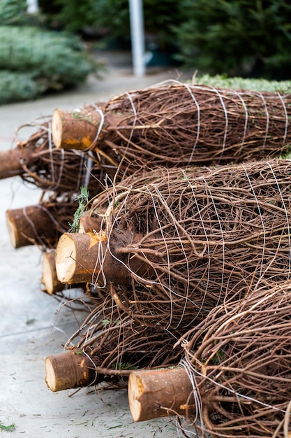 Schöne frisch geschnittene Weihnachtsbäume auf der Weihnachtsbaumfarm.