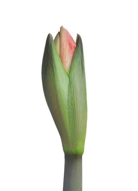 Schöne frische Amaryllis-Blume auf weißem Hintergrund