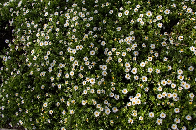 Schöne frische Blumen als Hintergrund