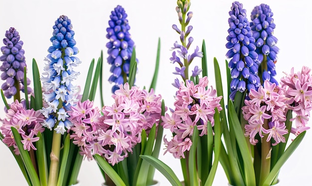 Foto schöne frische frühlingsblumen wie hyazinth und muscari in voller blüte vor weißem hintergrund