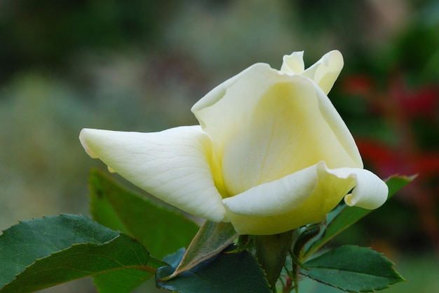 Schöne frische hellgelbe Rose im Sommer und Garten