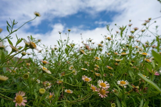 Schöne frische Kamille im Gras, Gänseblümchen im Vordergrund, blauer Himmel auf Hintergrund