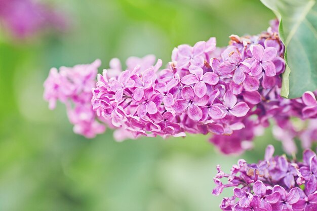 Schöne frische purpurrote violette Blumen Nahaufnahme von purpurroten Blumen