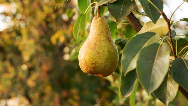 Schöne frische reife saftige Birnen hängen am Ast im Obstgarten. Birnenfutter