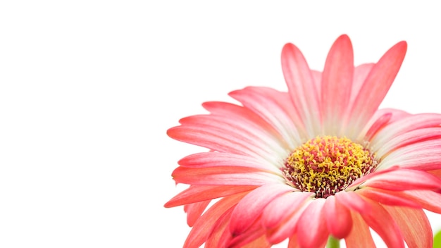 Schöne frische rosa Gerbera-Blumen