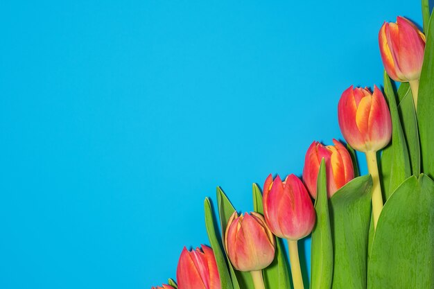 Schöne frische rosa Tulpen auf Blau. Draufsicht.