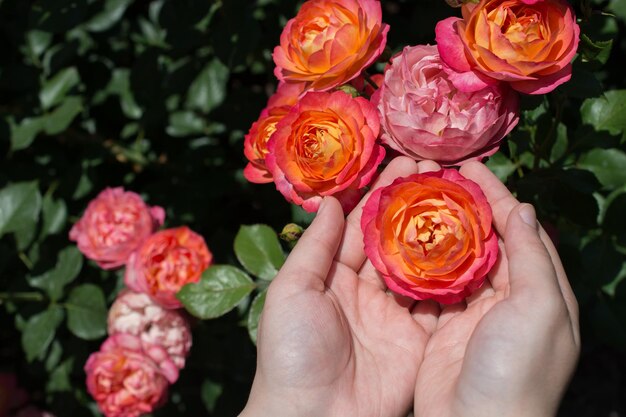 Schöne frische Rose in der Hand