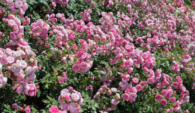 Schöne frische Rosen als FrühlingshintergrundxAxA