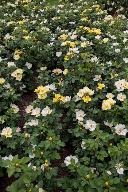 Schöne frische Rosen als FrühlingshintergrundxAxA