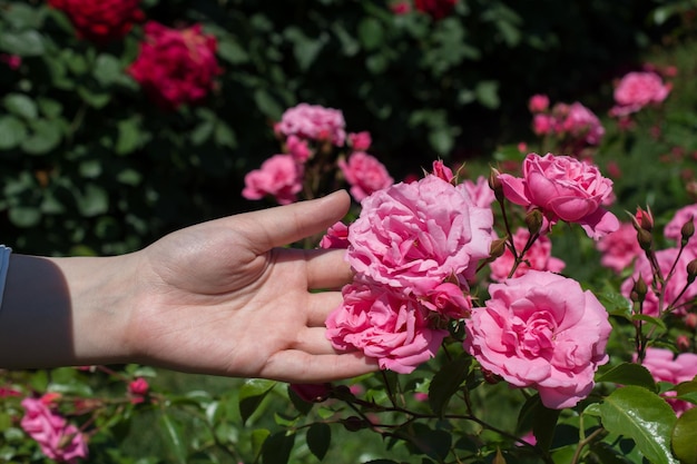 Schöne frische Rosen in der Hand