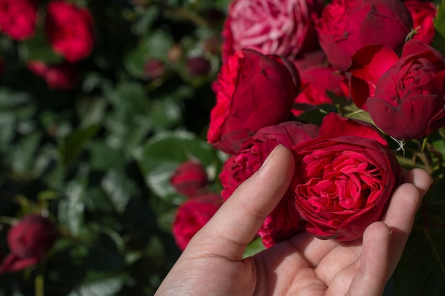 Schöne frische Rosen in der Hand