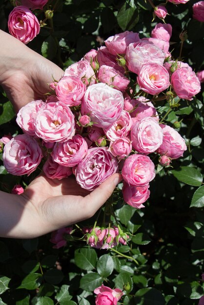 Schöne frische Rosen in der Hand