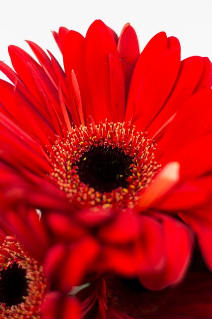 Schöne frische rote Blumen auf hellem Hintergrund