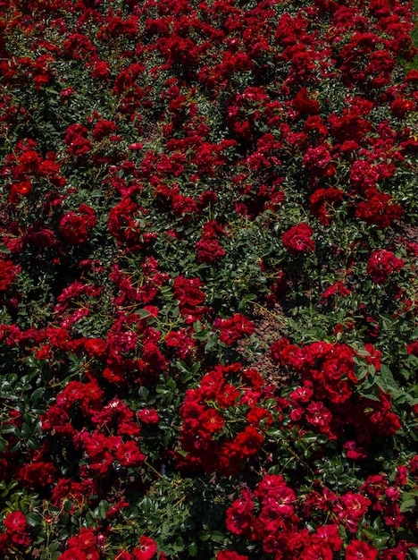 Schöne frische rote Rosen als FrühlingshintergrundxAxA