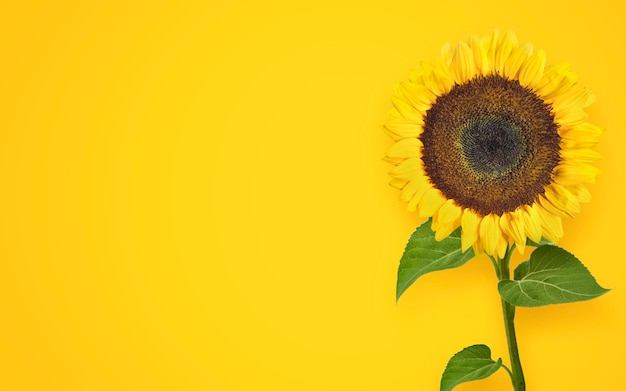 Schöne frische Sonnenblume mit Blättern am Stiel auf hellgelbem Hintergrund flach lag Draufsicht Kopierraum Herbst oder Sommer Erntezeit Konzept Landwirtschaft Sonnenblume Natur Hintergrund