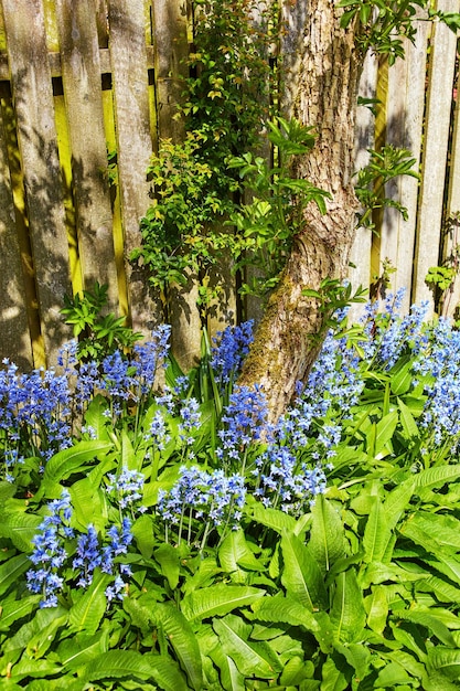 Schöne frische und bunte Blumen und grüne Pflanzen in einem Hausgarten Hinterhof oder Naturpark im Sommer Spanische Glockenblumen wachsen blühend und blühend in einem privaten, abgelegenen und landschaftlich gestalteten Garten