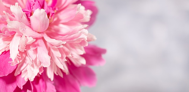 Schöne frische zarte rosa Pfingstrosenblumen-Nahaufnahme auf grauem Hintergrund mit Kopienraum. Valentinstag, Muttertag, Frauenmonat, Internationaler Frauentag, Hochzeit. Draufsicht. Weicher Fokus.