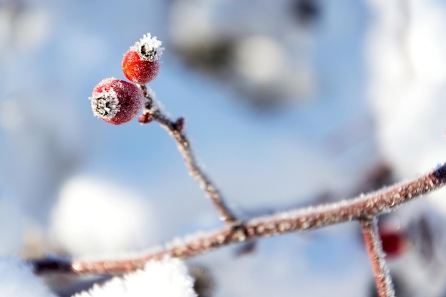 Schöne frostige rote Hagebutten der wilden Hundsrose friedlichen sonnigen Wintertag gegen den klaren blauen Himmelshintergrund kopieren Raum