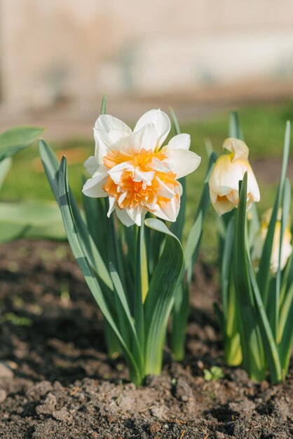 Schöne Frottee-Narzisse Manly blüht im Frühling im Garten