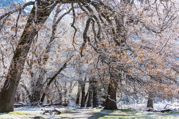 Schöne frühe Frühlingslandschaften im Yosemite-Nationalpark, Yosemite, USA