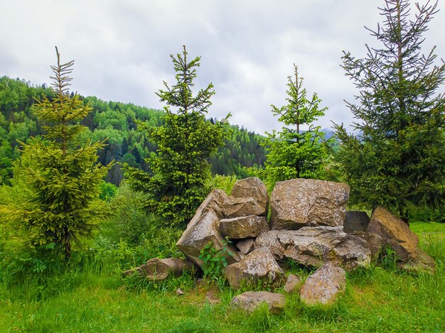 Foto schöne frühlings-naturlandschaft tannenbäume und ein haufen steine verschiedene grüntöne