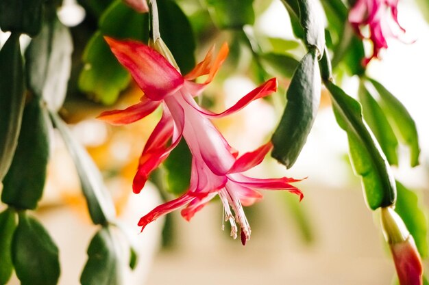 Foto schöne frühlings-schlumbergera-blüte in der nähe von rosa knospen von zygocactus-hauspflanzen und gartenarbeit