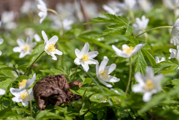 Schöne Frühlingsanemonen, die im Wald wachsen