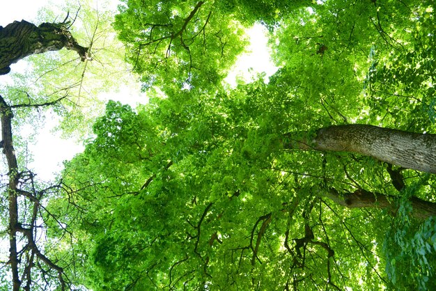 Schöne Frühlingsblätter am Baum im Freien