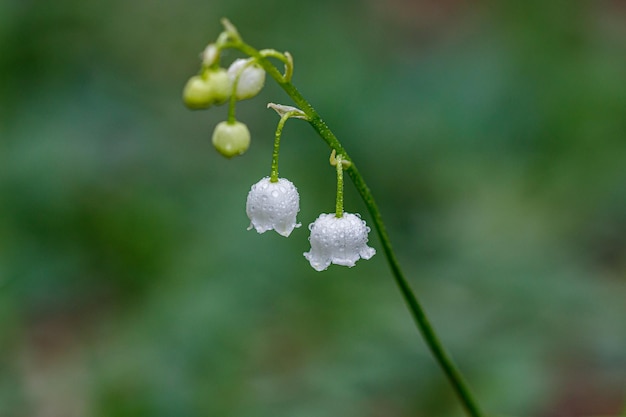 Schöne frühlingsblühende Maiglöckchen mit Blumentau