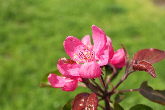 Schöne Frühlingsblüte im Freien