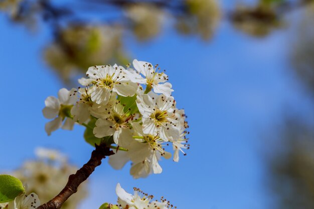 Schöne Frühlingsblume