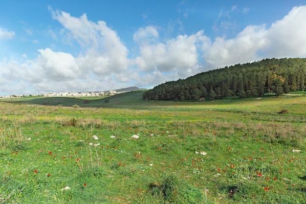 Schöne Frühlingsblumen auf den Feldern in Israel