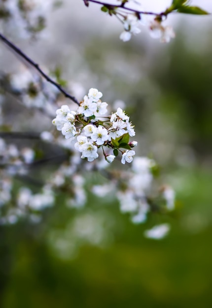 Schöne Frühlingsblumen im Park Naturhintergrund