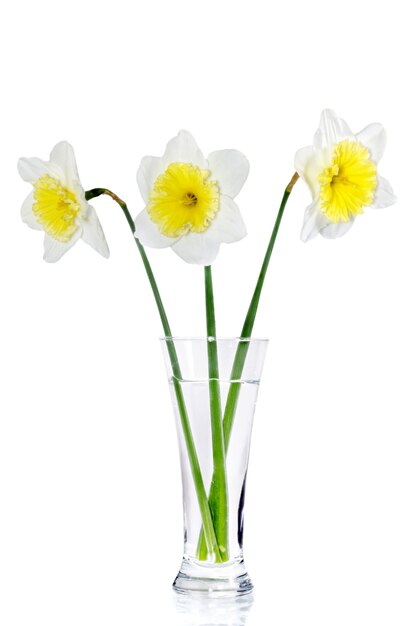 Schöne Frühlingsblumen in der Vase: gelb-weiße Narzisse (Narzisse). Getrennt über Weiß.