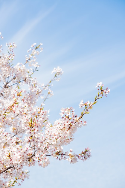 Schöne Frühlingsblumen-Kirschblüten