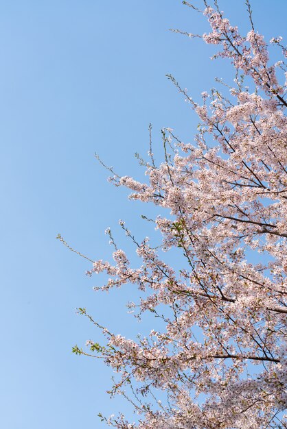 Schöne Frühlingsblumen-Kirschblüten