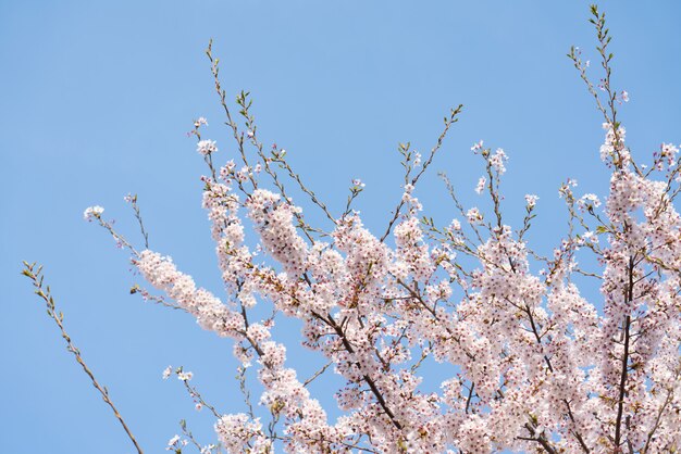 Schöne frühlingsblumen-kirschblüten