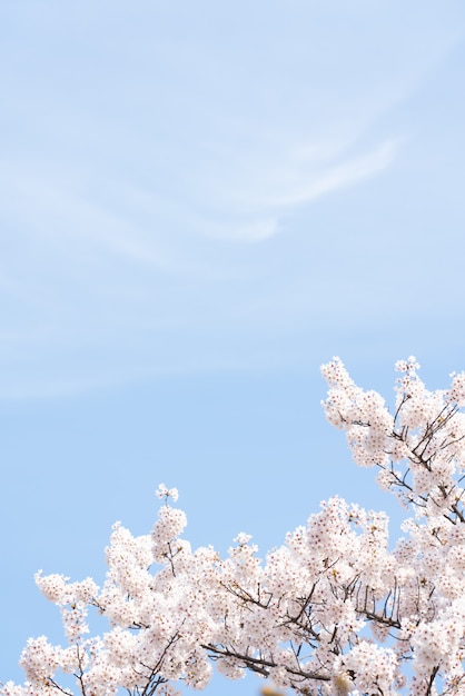 Schöne Frühlingsblumen-Kirschblüten