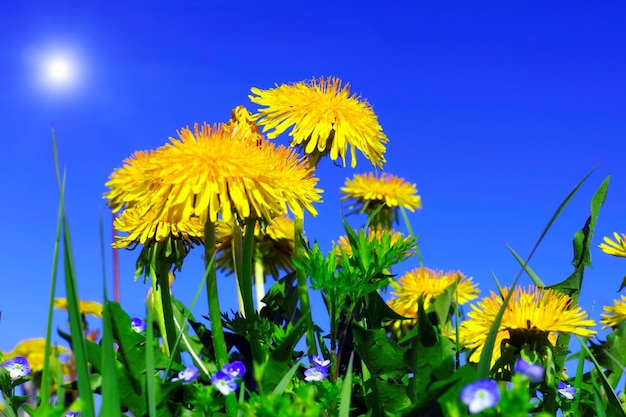 Schöne Frühlingsblumen-Löwenzahn auf einem wilden Gebiet.