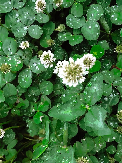 Schöne Frühlingsblumen mit grünen Blättern in der Nähe