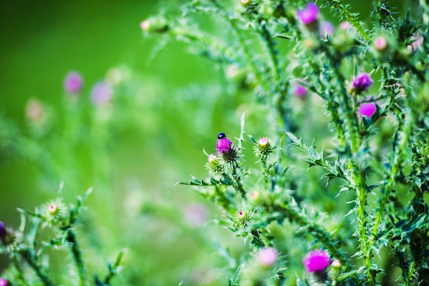 Schöne Frühlingsblumen